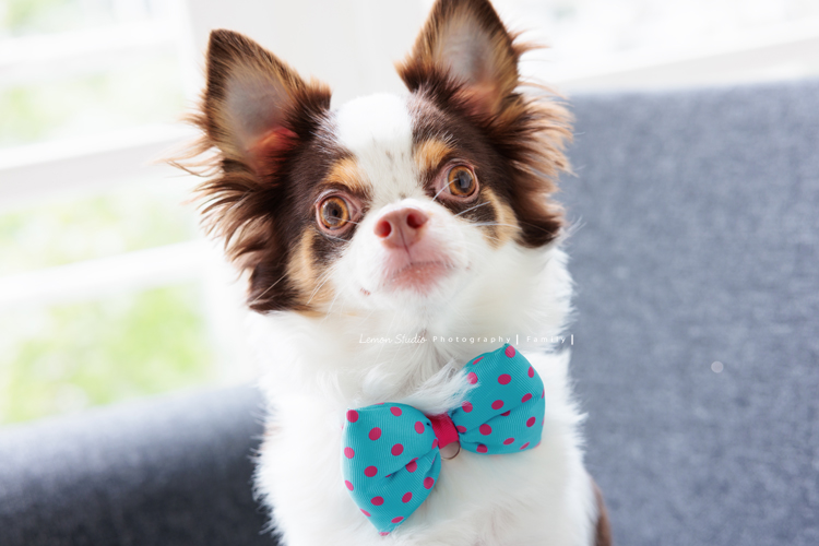 JiaHeng和先生帶著爸媽、哥嫂一起來拍家庭攝影＆寵物寫真，寶貝吉娃娃也是家人當然要一起入鏡，這張是寶貝吉娃娃可愛寵物寫真照！