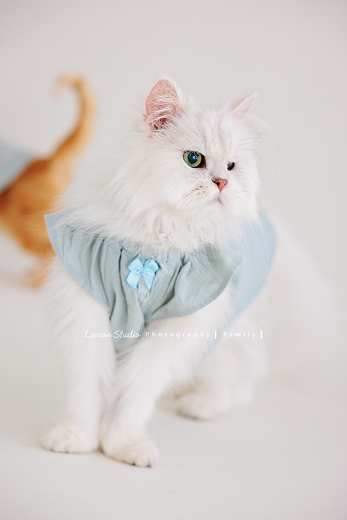 Ellie和先生帶著兩個月的寶貝及貓咪家人們來拍照，每一張相片都可以感覺到很舒服恬靜的幸福感，Eliie媽麻和先生也將平時的興趣帶入做為拍照的主題，這張是小白貓站著可愛的模樣！