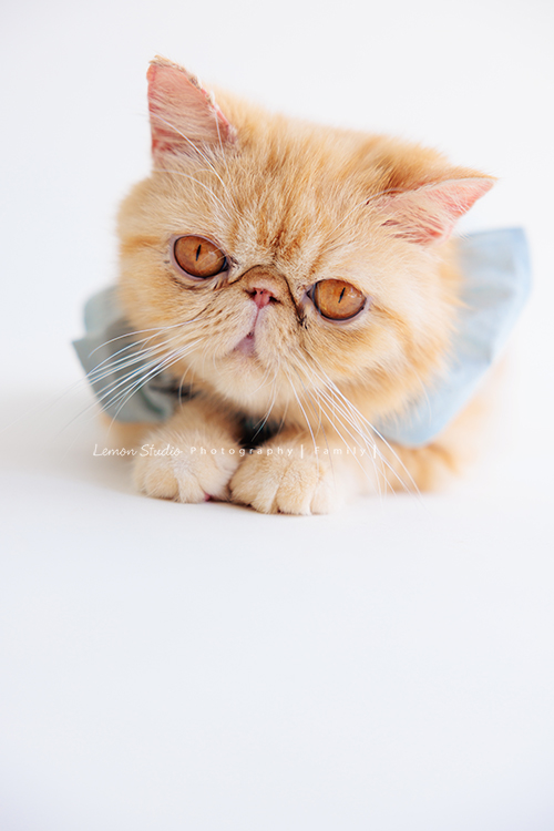 Ellie和先生帶著兩個月的寶貝及貓咪家人們來拍照，每一張相片都可以感覺到很舒服恬靜的幸福感，Eliie媽麻和先生也將平時的興趣帶入做為拍照的主題，這張是小橘貓的寵物寫真之二！眼睛太可愛了！