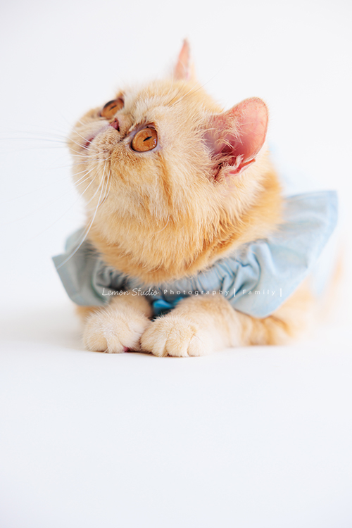 Ellie和先生帶著兩個月的寶貝及貓咪家人們來拍照，每一張相片都可以感覺到很舒服恬靜的幸福感，Eliie媽麻和先生也將平時的興趣帶入做為拍照的主題，這張是橘貓的寵物寫真特寫之一！