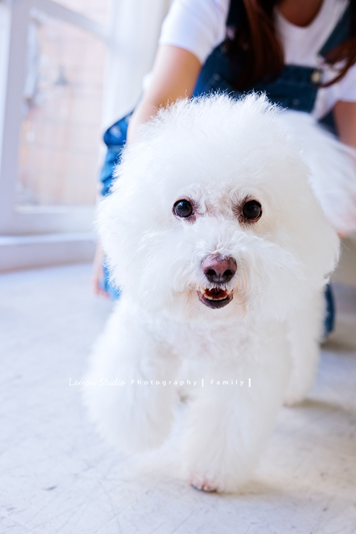 聿甄帶著一家大小來拍三代全家福，這天是爺爺奶奶及三個孩子、兩位媳婦、兩個可愛的孫女的組合，好喜歡這樣大家都好有元氣的合照！這張是家裡的狗寶貝正在走路的可愛寵物寫真！