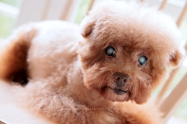 美麗的Monica＆先生＆最愛的狗寶貝第二次來拍照，這次一樣是拍Monica一家＆寵物寫真，狗寶貝年紀大了，但仍是家中可愛的小寶貝，這張是狗寶貝的寵物寫真特寫鏡頭！