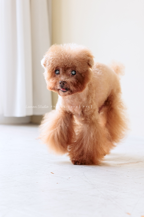 美麗的Monica＆先生＆最愛的狗寶貝第二次來拍照，這次一樣是拍Monica一家＆寵物寫真，狗寶貝年紀大了，但仍是家中可愛的小寶貝，這張是狗寶貝正在走路的樣子紀錄，很可愛的一張寵物寫真！