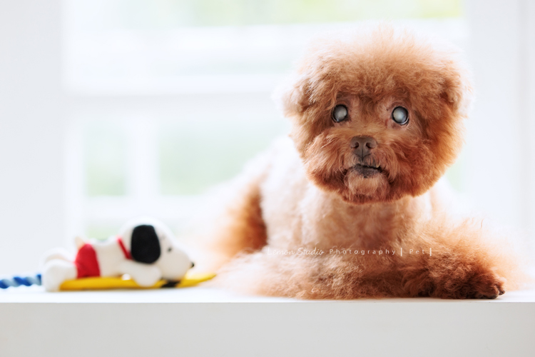 美麗的Monica＆先生＆最愛的狗寶貝第二次來拍照，這次一樣是拍Monica一家＆寵物寫真，狗寶貝年紀大了，但仍是家中可愛的小寶貝，這張是狗寶貝的寵物寫真特寫！雖然年紀大了，但還是很可愛啊！