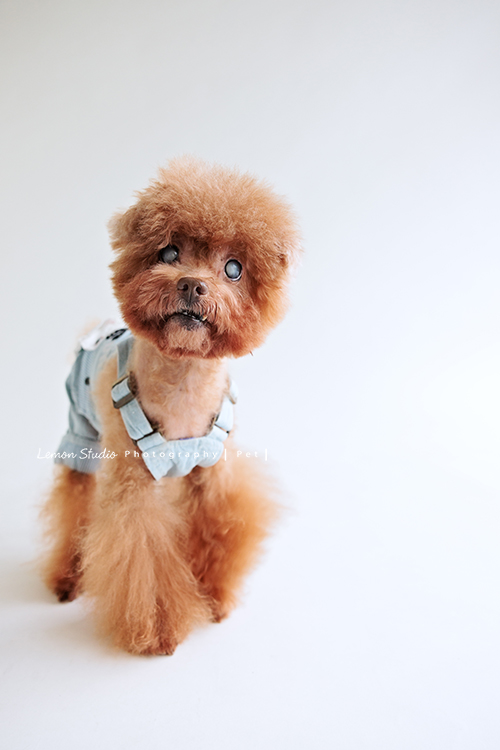 美麗的Monica＆先生＆最愛的狗寶貝第二次來拍照，這次一樣是拍Monica一家＆寵物寫真，狗寶貝年紀大了，但仍是家中可愛的小寶貝，這張是狗寶貝正朝向前方在走路的樣子紀錄，很可愛的一張寵物寫真！