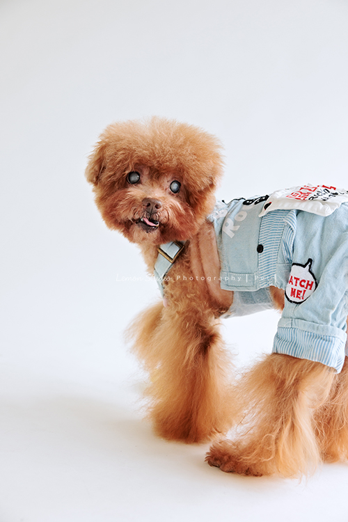 美麗的Monica＆先生＆最愛的狗寶貝第二次來拍照，這次一樣是拍Monica一家＆寵物寫真，狗寶貝年紀大了，但仍是家中可愛的小寶貝，這張是狗寶貝個人的寵物寫真紀錄，很可愛的一張寵物寫真！