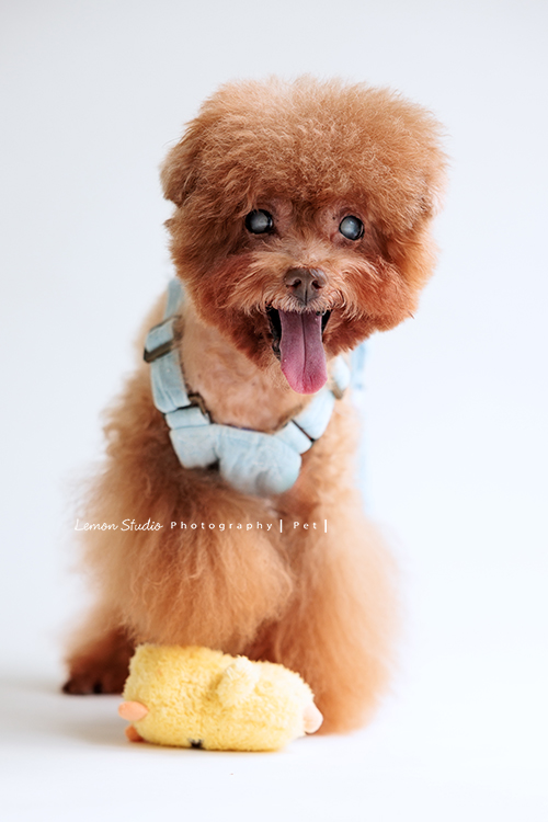 美麗的Monica＆先生＆最愛的狗寶貝第二次來拍照，這次一樣是拍Monica一家＆寵物寫真，狗寶貝年紀大了，但仍是家中可愛的小寶貝，這張是狗寶貝個人的寵物寫真紀錄，狗寶貝吐著舌頭、牠的玩具在牠的腳前，很可愛的一張寵物寫真！